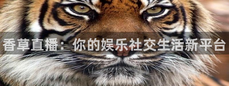919直播体育：香草直播：你的娱乐社交生活新平台
